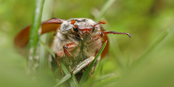 testbild
