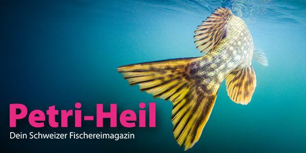 testbild