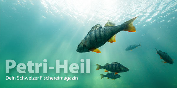 testbild
