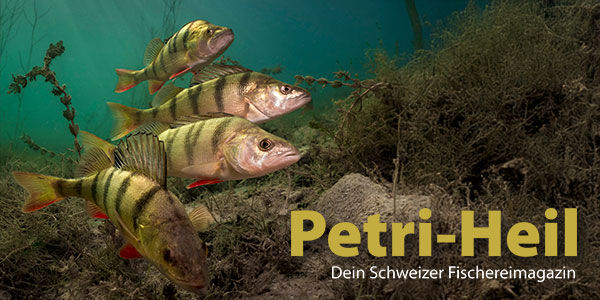 testbild